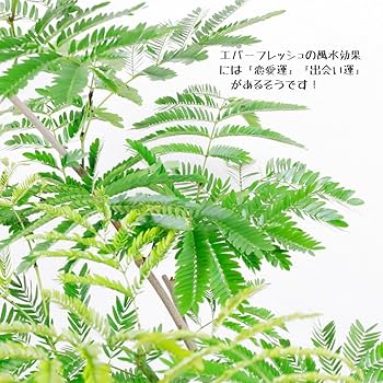 エバーフレッシュ Amazon｜観葉植物 エバーフレッシュ 8号 セラアート鉢｜観葉
